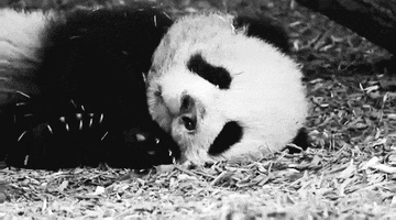 baby panda yawn GIF