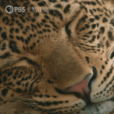 Video gif. Snoozing leopard opens its eyes and slowly focuses on us.