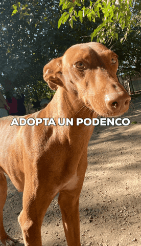 Ribercan GIF