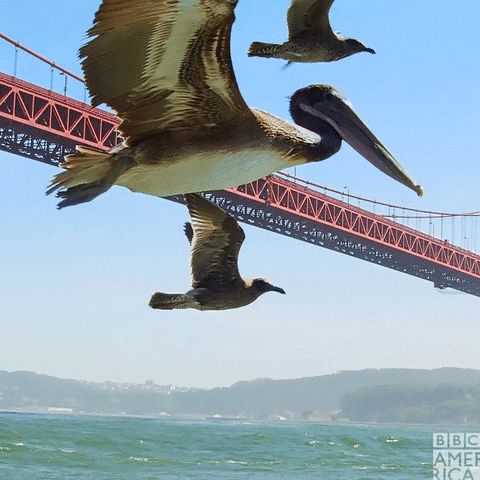 David Tennant Birds GIF by BBC America