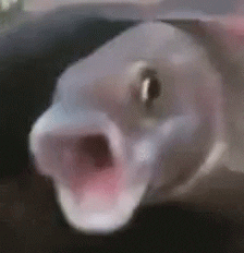 Giphy - Weird Fish Reaction GIF by MOODMAN