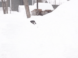Snow Dog GIF