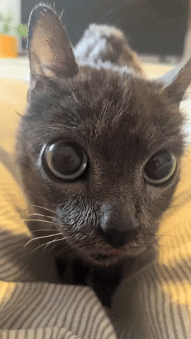 Sticking Big Eyes GIF