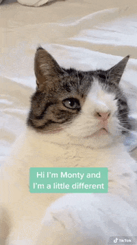 Love Cats Gifs Get The Best Gif On Giphy