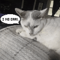 Dont Care Angry Cat GIF
