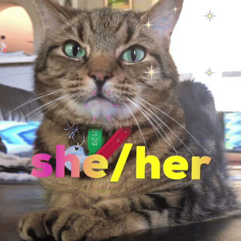 Cat GIF