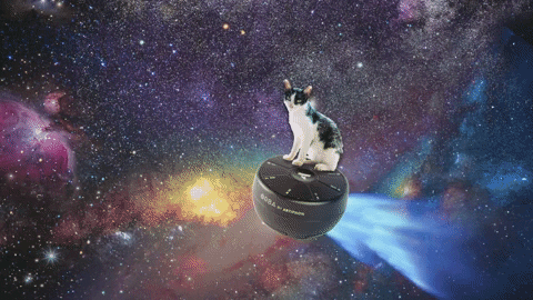 cats in zero gravity gif
