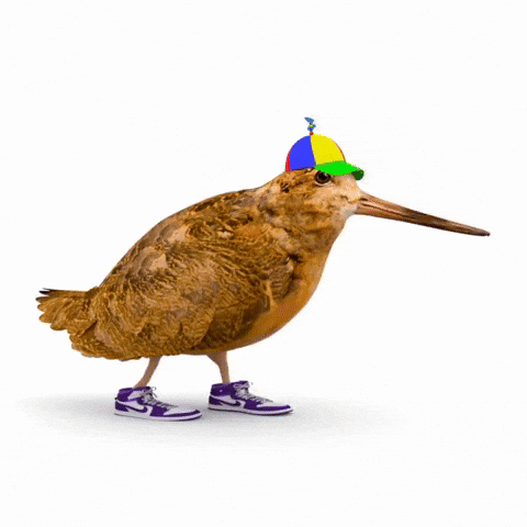 Woodcock GIF