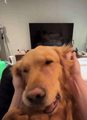 Sleepy Golden GIF