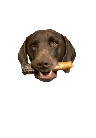 Dog Biscuit Eating Sticker