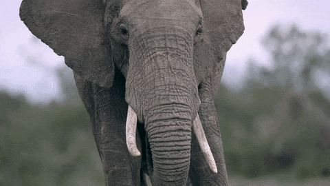African Elephant GIFs - Get the best GIF on GIPHY