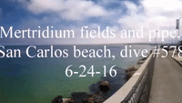 Divers Go on Incredible Trip to the Metridium Fields
