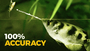 Water Fish GIF