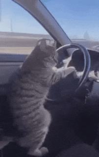Driver Funny Cat GIF