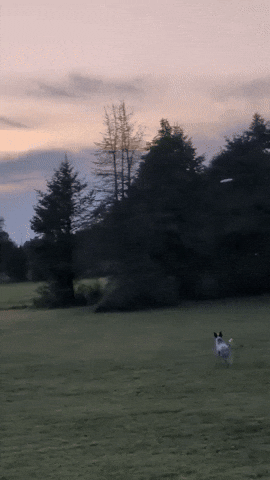 Frisbee Dog GIF