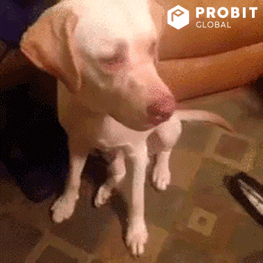 Golden Retriever Dog GIF by ProBit Global