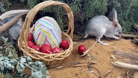 Zoo Animals Enjoy Easter-Themed Treats