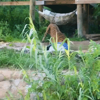 Tiger Zooms Around Enclosure at San Antonio Zoo