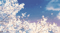 picture Cherry Blossom Background Anime Gif anime cherry blossom gifs get the
