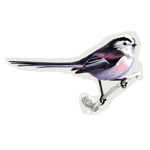 long-tailed-tit-bird-sticker-by-rspb-for-ios-android-giphy