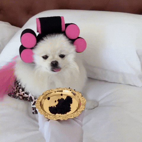 Dogs GIF