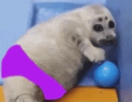 Fatbaby Babyseal GIF