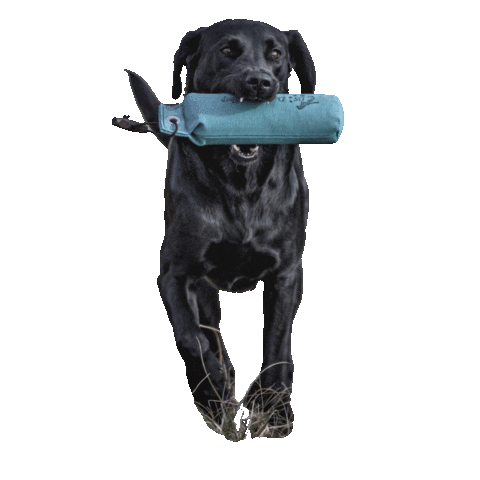 Labrador Dummy Sticker by DER HUND - das Magazin for iOS & Android | GIPHY