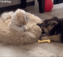 Video gif. Cute and fuzzy German Shepard puppy chews on the side of a small white dog’s dog bed. Annoyed, the white dog gets up and folds back the bed to stop the puppy from touching his bed as the puppy looks on.
