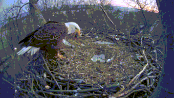 eagle nest GIF