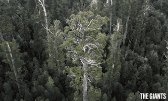 The Giants Forest GIF by Madman Entertainment