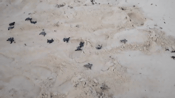 Turtles GIF