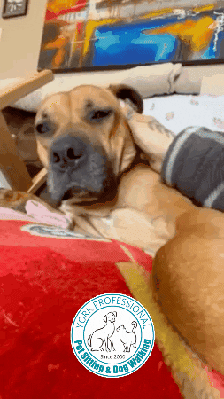 GIF by York Professional Pet Sitting and Dog Walking