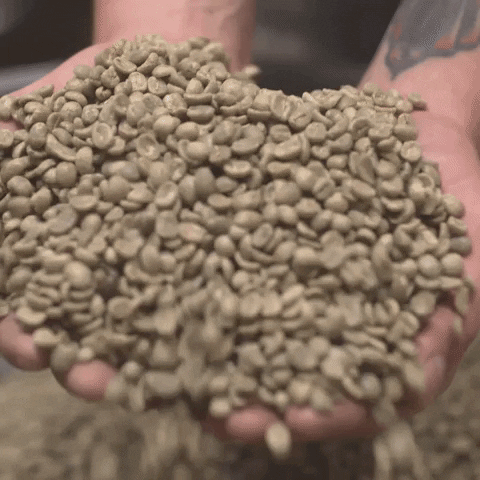 Coffee Beans GIF by Pilot Coffee Roasters