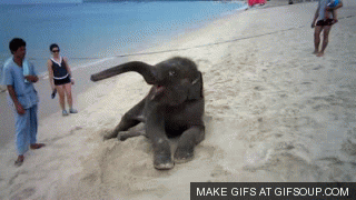 baby elephant
