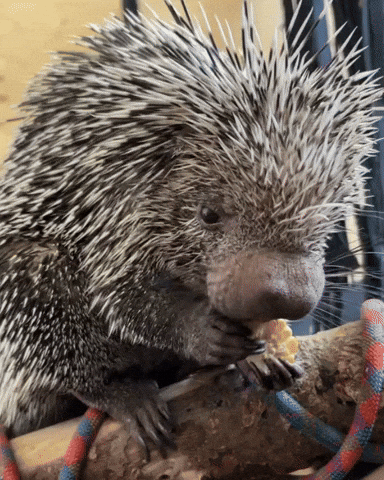 GIF by Valley Zoo Development Society