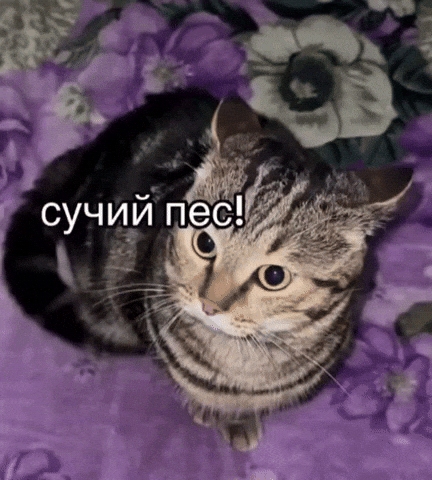 Angry Cat GIF
