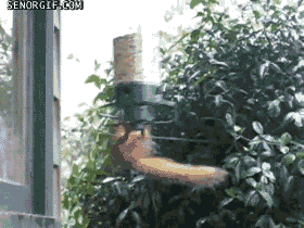 squirrel spinning GIF by Cheezburger
