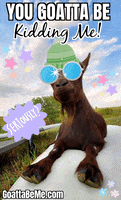 For Real Seriously GIF by Goatta Be Me Goats! Adventures of Pumpkin, Cookie and Java!
