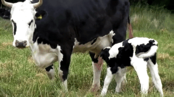 Magiajose milk cow calf GIF