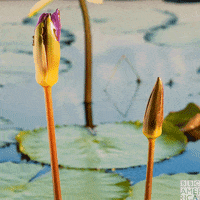 Flowers Wow GIF by BBC America