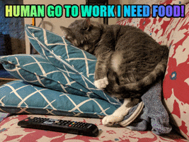 Pet Insurance For Cats GIF