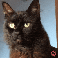 Black Cat GIF by pawsr