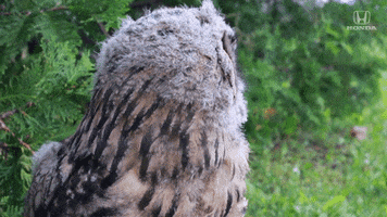 Owl What GIF by Honda