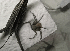 Spider GIF