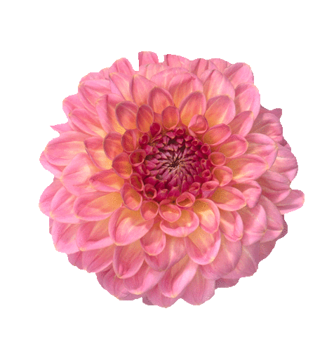 Source: Studio Ultradeluxe