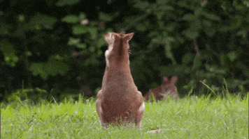 When Nature Calls Kangaroos GIF by ABC Network