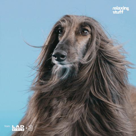 Long Hair Dog GIF by Relaxing Stuff - Find & Share on GIPHY
