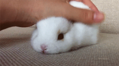 baby bunny gif