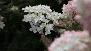livingcreations flowers bloom blooming hortensia GIF