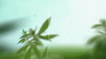 Kenevircim GIF